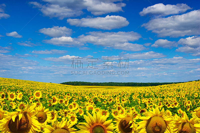 天空,向日葵,田地,蓝色,黄色,在下面,水平画幅,无人,夏天,户外