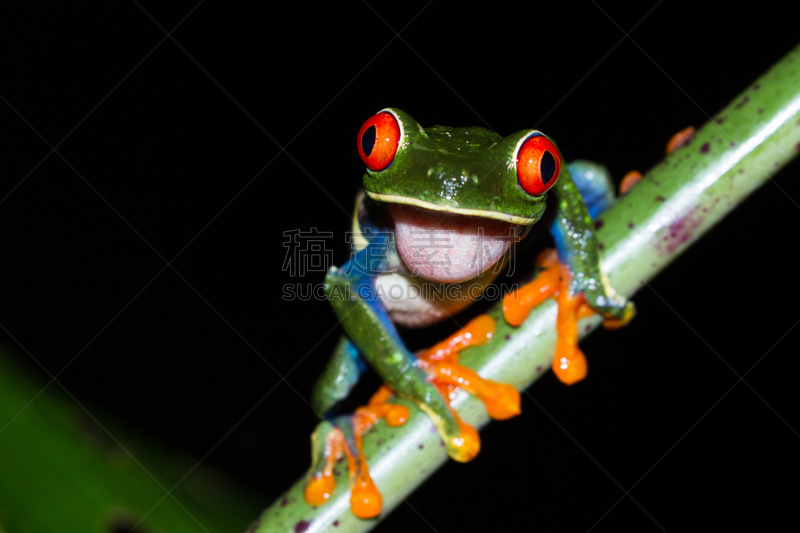 红眼树蛙,美,水平画幅,夜晚,动物身体部位,户外,雨林,哥斯达黎加,人的眼睛,雨