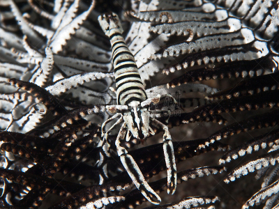 美洲豹,共生虾,高视角,水下,动物身体部位,野外动物,feather star,单色调,白色,彩色图片