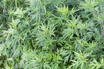 艾蒿,水平画幅,绿色,无人,香料,草药,草本,植物,多年生植物,芳香疗法
