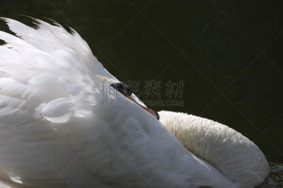 生气,疣鼻天鹅,正下方视角,水,留白,水平画幅,无人,鸟类,动物习性,野外动物