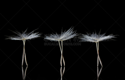 蒲公英,芭蕾舞者,种子,代表,留白,络腮胡子,水平画幅,优美,湖,特写