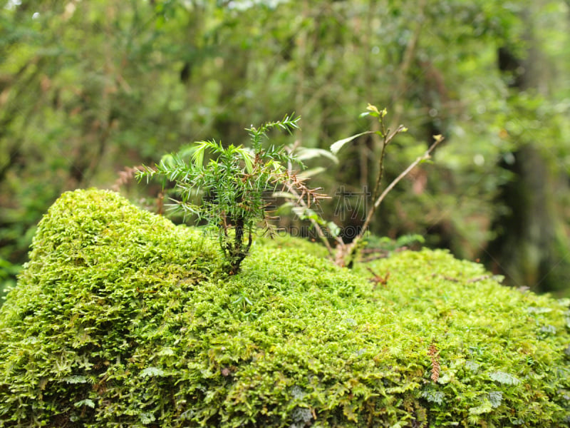 屋久岛,鹿儿岛县,日本,森林,自然,水平画幅,公主,苔藓,旅行者,绳文杉