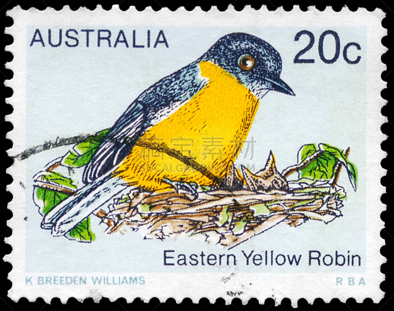 黄色,知更鸟,东,自然,水平画幅,无人,鸟类,古老的,野外动物,邮戳