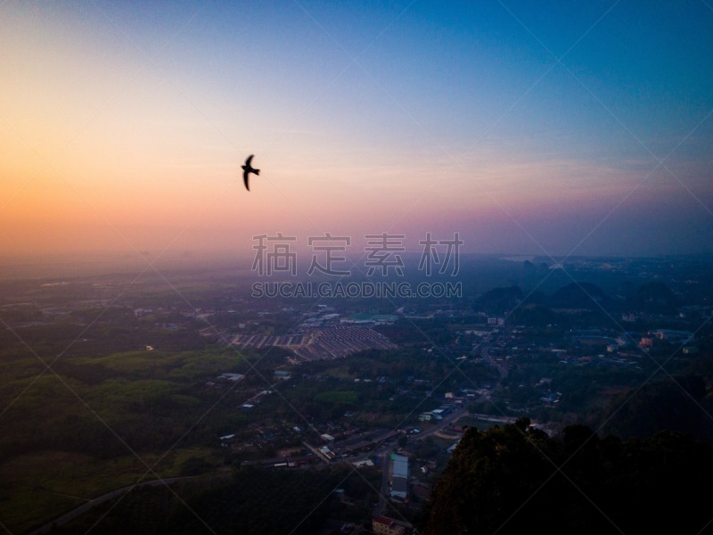 迅速,鸟类,普通楼燕,旅途,航空器拍摄视角,自由,灵感,野生动物,云,泰国