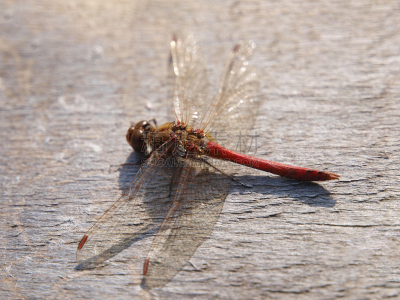 蜻蜓,古老的,木制,红色,平视角,平衡折角灯,southern hawker dragonfly,负冲效果,正面视角,早晨