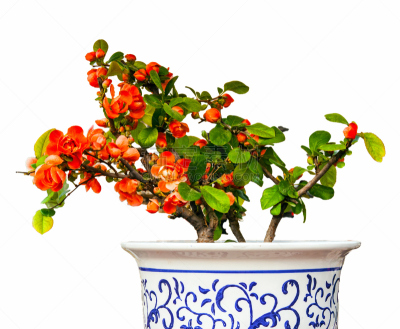 皱皮木瓜,海棠,秋海棠,中国,花朵,苹果花,水平画幅,无人,春天,2015年