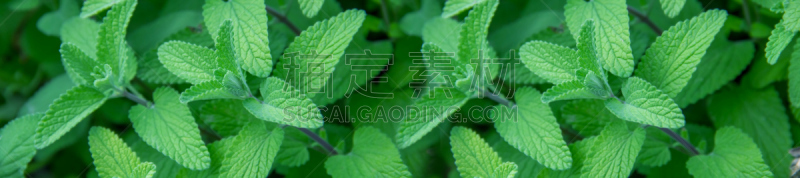 panorama green fragrant mint growing