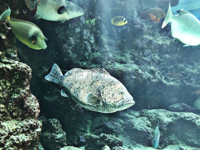 鱼类,特写,生物学,多样,环境,灰色,斑纹,indopacific ocean,生物,动物