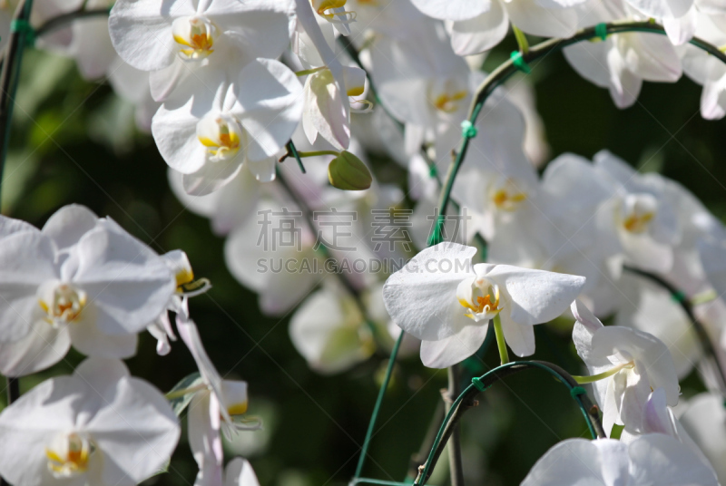 兰花,色彩鲜艳,泰国,凤凰木,开花时间间隔,水平画幅,曝光过度,无人,计算机制图,计算机图形学