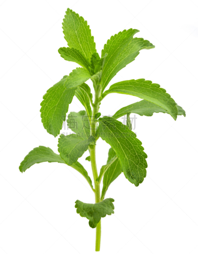 甜菊,白色,白色背景,背景分离,自然界的状态,垂直画幅,图像,糖,嫩枝,甜食