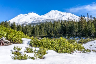 夏士塔山,石兰科常绿灌木,冬天,松树,美国,水平画幅,雪,无人,户外,加利福尼亚