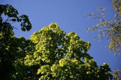 夏天,施潘道,柏林,德国,绿色,天空,美,风,水平画幅,无人