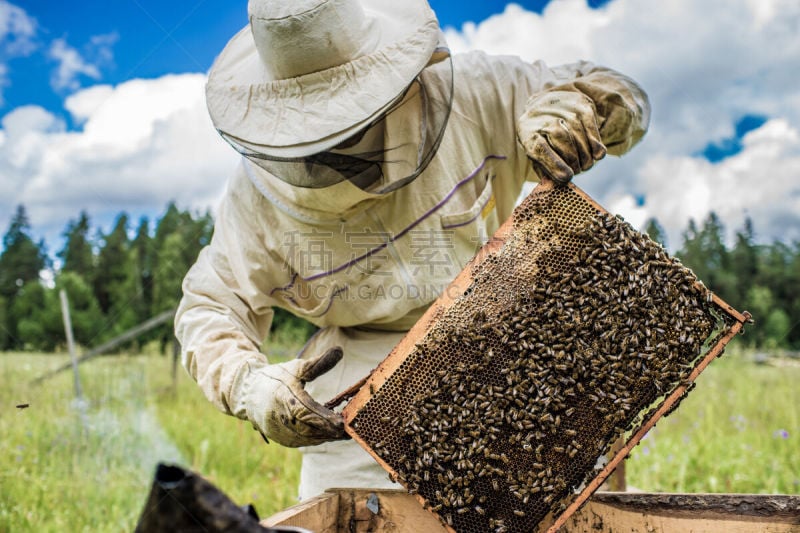 蜜蜂,蜂箱,beekeeper,草地,水平画幅,夏天,户外,蜂蜜,蜂王,过时的