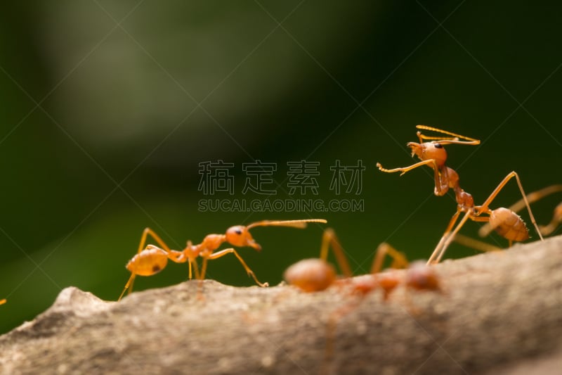 织工蚁,红色,蚂蚁,织巢鸟,昆虫群,自然,水平画幅,节肢动物,特写,动物