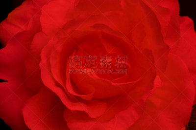 大特写,单茎玫瑰,美,水平画幅,无人,玫瑰,植物,情人节,式样,设计