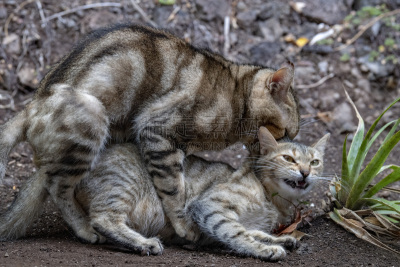 野生猫科动物,特写,可爱的,自然,红色,热情,图像,哺乳纲,猫科动物,草