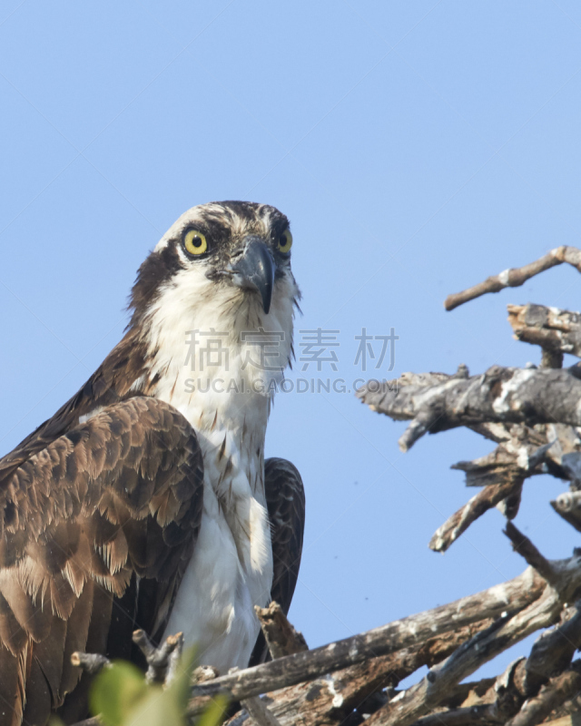 鱼鹰,动物的巢,自然,垂直画幅,野生动物,食肉鸟,无人,鸟类,佛罗里达,水禽