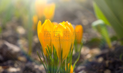 大特写,早晨,雪花莲,活力,清新,春天,hase,植物,背景,户外