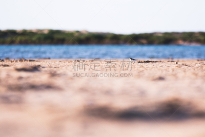 小的,鸟类,地形,巨大的,水,水平画幅,沙子,沙丘,无人,户外