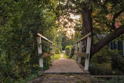 乡村,荷兰,赞丹市,浮萍,沟,枝繁叶茂,当地著名景点,早晨,百叶窗,夏天
