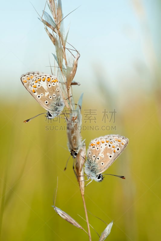 两只动物,稻草,垂直画幅,正面视角,留白,褐色,蝴蝶,无人,动物身体部位,夏天