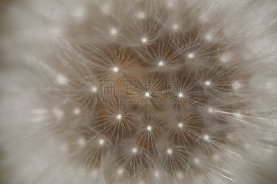 特写,蒲公英,自然,水平画幅,无人,时间,千里光,巨型千里光,自然美,脆弱