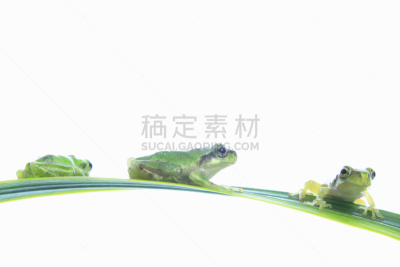青蛙,顺序,雨蛙,成一排,水平画幅,小的,可爱的,无人,影棚拍摄,动物