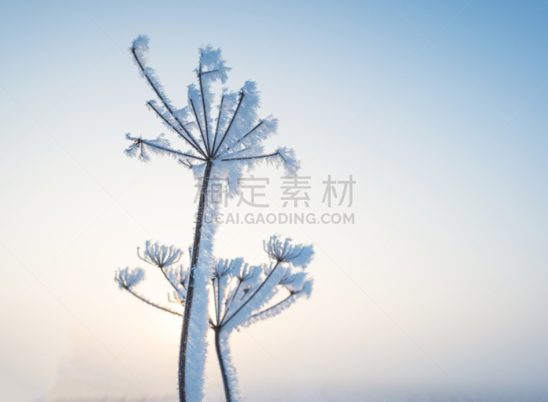 霜,植物,黎明,天空,寒冷,水平画幅,雪,峨参,无人,蓝色