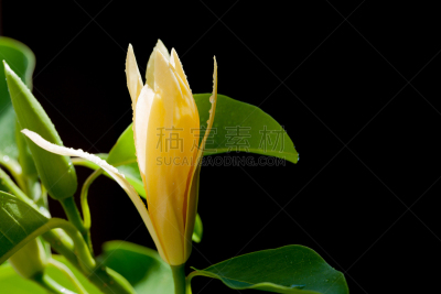 水滴,自然美,白色,michelia,占巴塞,玉兰类,自然,水,美,水平画幅