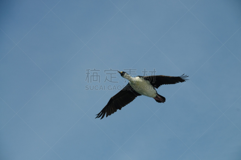 绒毛地毯,南乔治亚岛,粗毛鸬鹚,鸬鹚,福克兰群岛,水,天空,动物身体部位,石材,白色