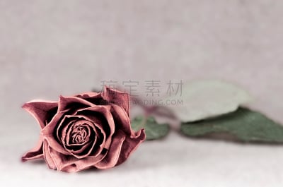 仿旧磨损的效果,玫瑰,悲痛,水平画幅,干花,浪漫,干的,仅一朵花,悲哀,摄影