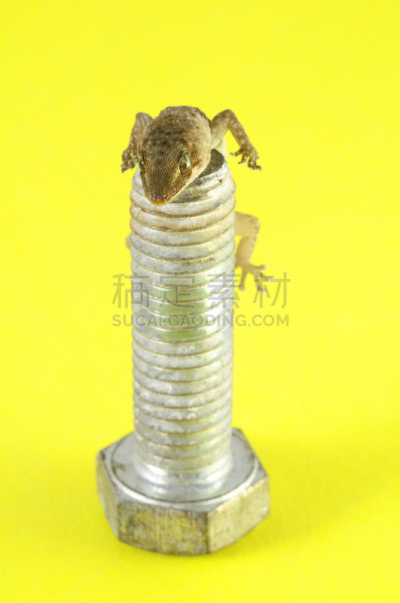 壁虎,螺丝,蝎虎,黄色背景,垂直画幅,褐色,野生动物,小的,无人,特写