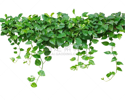 常春藤,有蔓植物,心型,叶子,分离着色,摩托艇,恶魔,金色,欧洲赤松,自然