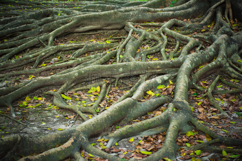 根部,榕树,森林,有序,水平画幅,无人,moreton bay fig,户外,雨林,佛