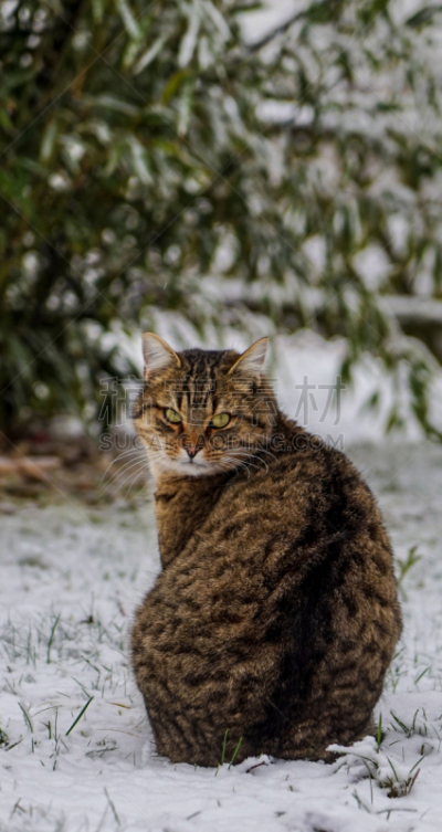 猫,雪,白色,宠物,寒冷,白昼,动物主题,垂直画幅,冬天,图像