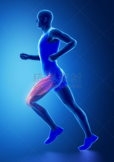 人类肌肉,大腿,垂直画幅,身体受伤,人类骨架,韧带,四肢,努力,软骨