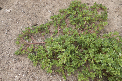 portulaca,德斯礼,马齿苋,大花马齿苋,野生植物,鱼肝油,花序,酸,水平画幅,无人