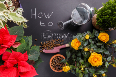 Сoncept of your small home garden