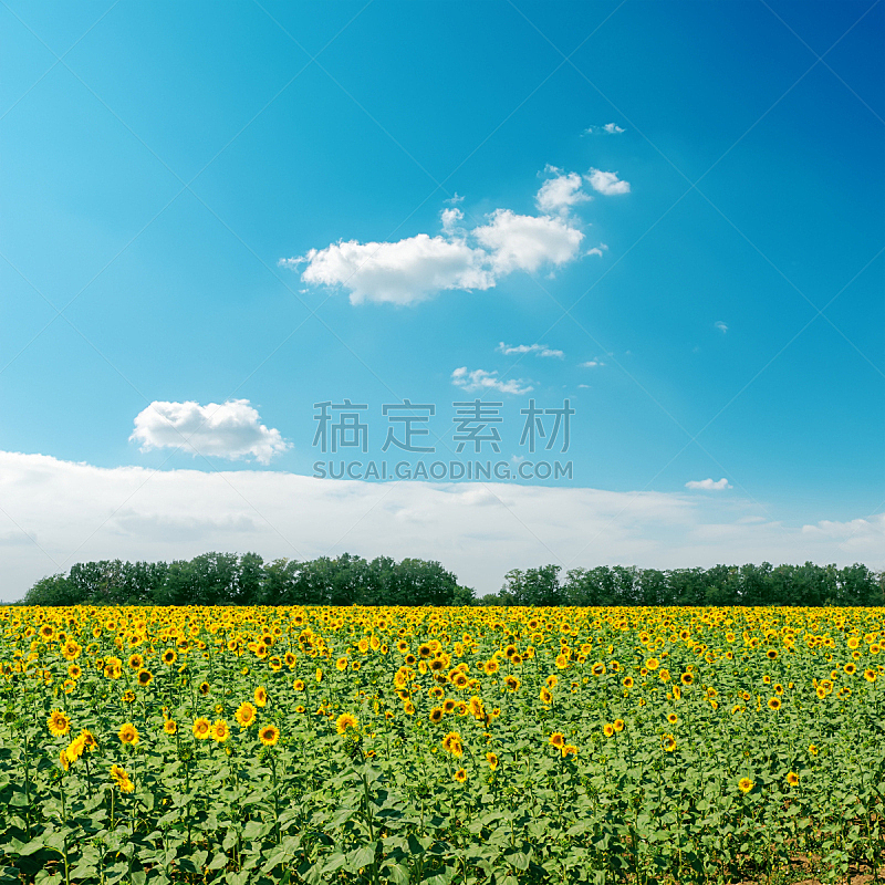 天空,田地,云,向日葵,无人,夏天,户外,草,农作物,植物
