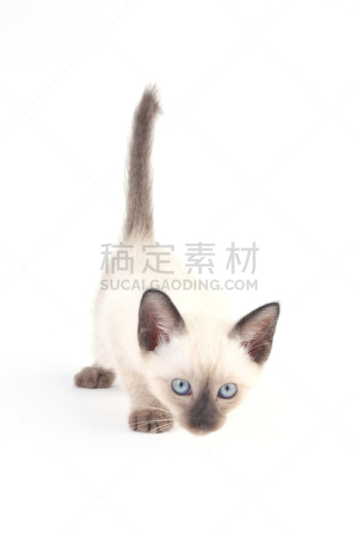 暹罗猫,白色背景,小猫,格鲁曼f-14,海豹猫,短毛猫,垂直画幅,留白,褐色,可爱的