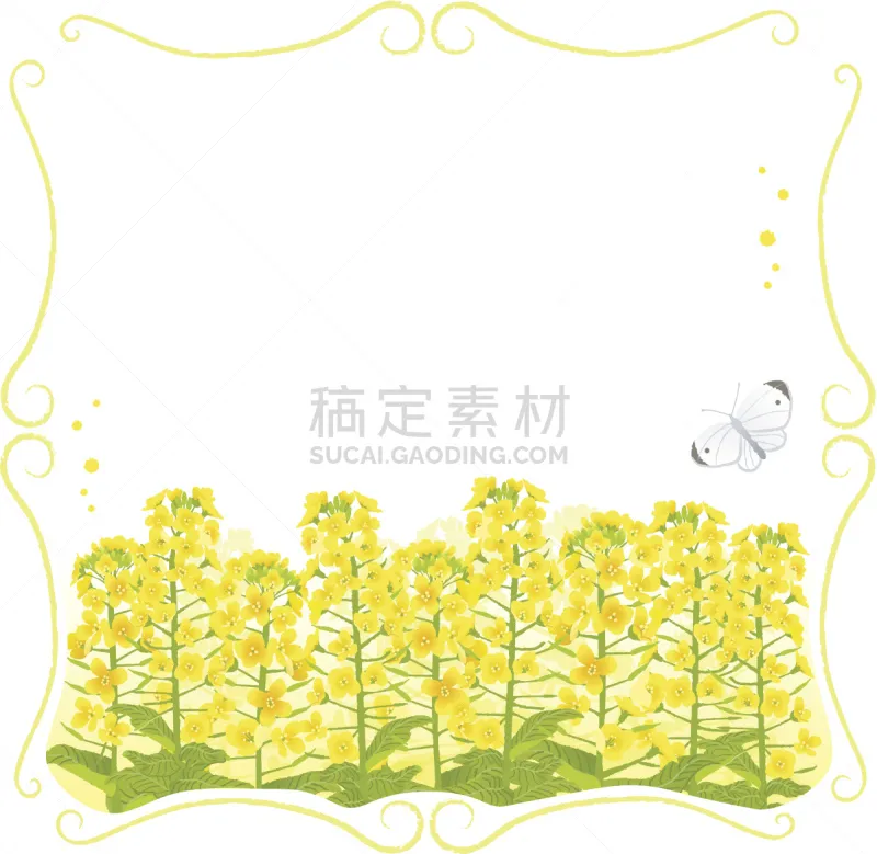 芸苔 留白 边框 白蝴蝶 生物柴油 油菜花 生物燃料 芜菁 无人 绘画插图图片素材下载 稿定素材
