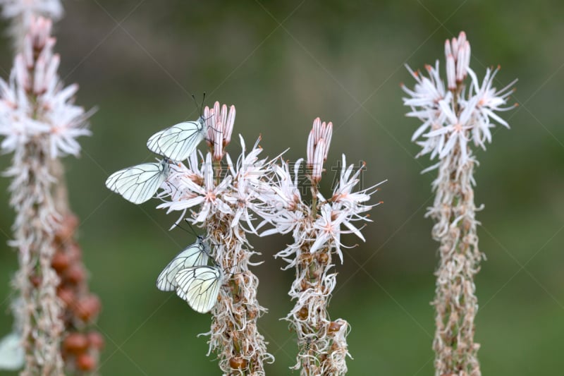 白色,仅一朵花,白蝴蝶,黑脉纹白蝴蝶,自然,草地,野生动物,水平画幅,无人,夏天