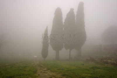 柏树,在雾中,恩纳省,无形的,自然,非都市风光,水平画幅,无人,路,草坪