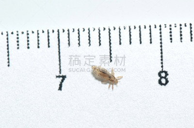 头虱,白色背景,水平画幅,特写,俄罗斯,害虫,危险,昆虫