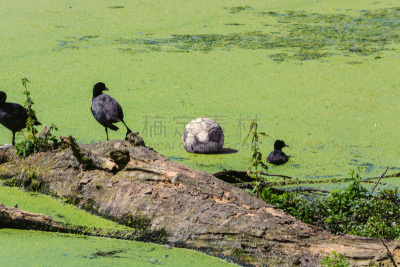 池塘,鸭子,足球,黑云母,水上市场,浮萍,生物保护区,浮木,野鸭