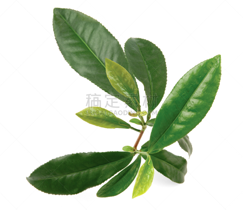茶叶,白色背景,分离着色,白茶,红茶,水平画幅,无人,抗氧化物,农作物,植物