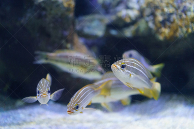 非洲,斑纹鲈,热带气候,动物,海鱼,海底,咕噜鱼,植物,水下,在下面