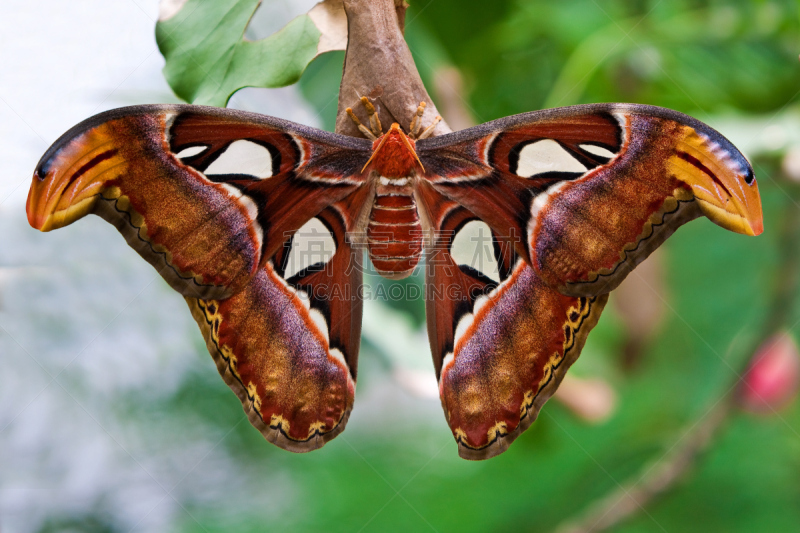 蝴蝶,皇蛾,小的,自然,水平画幅,夜晚,动物身体部位,翅膀,特写,butterfly garden