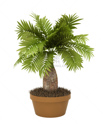 热带灌木,bamboo palm,槟榔属,槟榔树,垂直画幅,绿色,热带树,背景分离,棕榈树